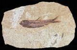 Knightia Fossil Fish - Wyoming #60869-1